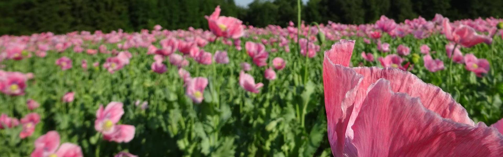 Stephan Danninger - Gartengestaltung und Gartenpflege