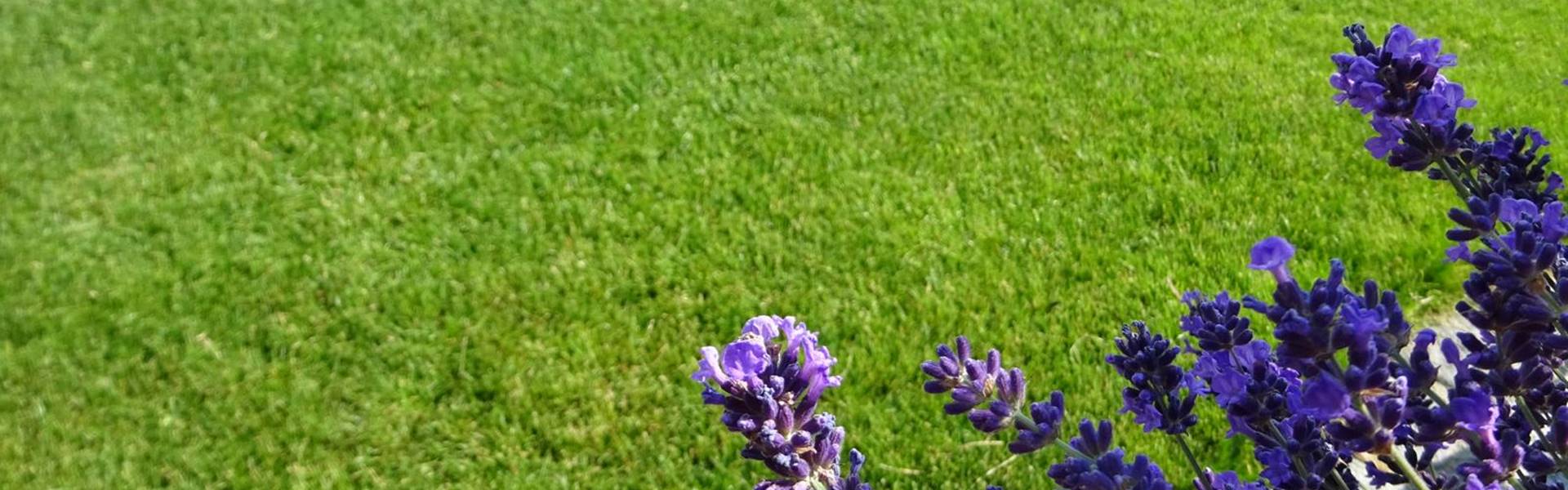 Stephan Danninger - Gartengestaltung und Gartenpflege